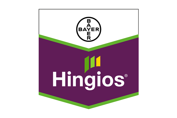 Hingios